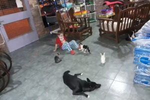 Consultorio Veterinario