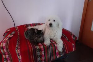 CONSULTORIO VETERINARIO