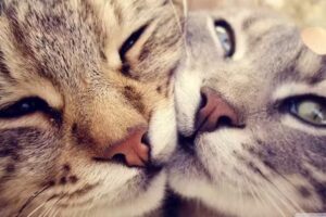 Consultorio Veterinario Arroyito