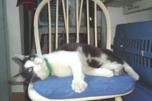 Consultorio Veterinario Caputi