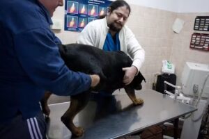 Consultorio Veterinario Carrasco