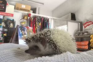 Consultorio veterinario Dr. Porcelli