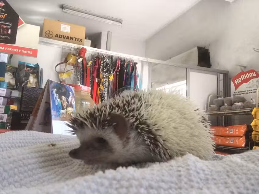 Consultorio veterinario Dr. Porcelli