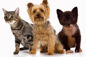 Consultorio Veterinario Dr. Roberto A. Chiviló