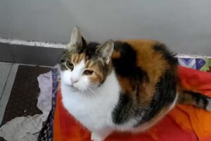 CONSULTORIO VETERINARIO DRAS. PATRICIA MAZZIA-GRACIELA ANTONIO