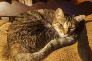 CONSULTORIO VETERINARIO ILKO