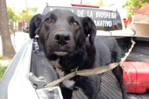 Consultorio veterinario &ldquo;Nehuen&rdquo;