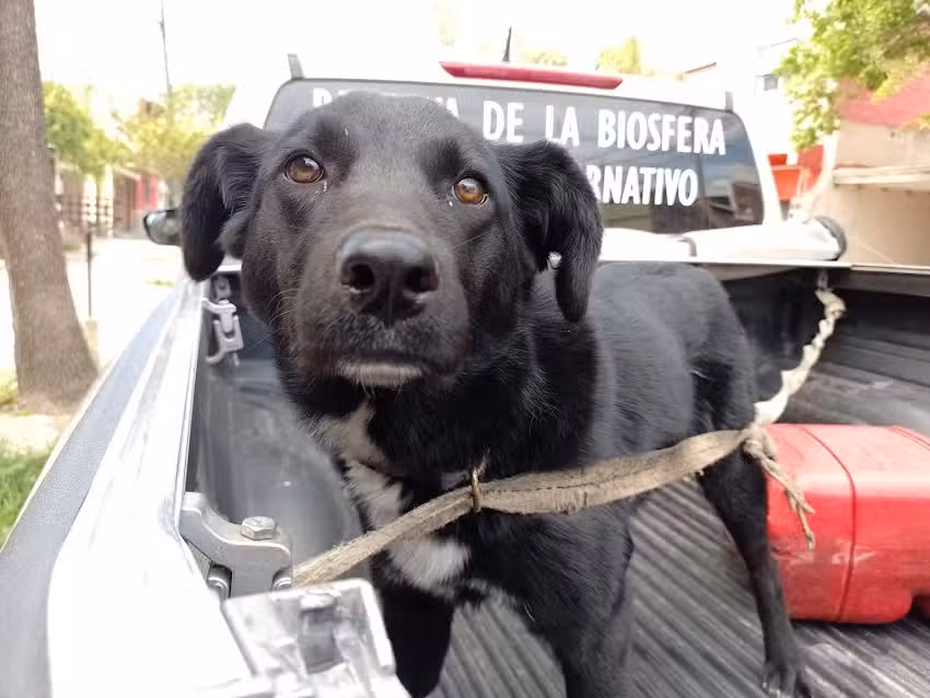 Consultorio veterinario &ldquo;Nehuen&rdquo;