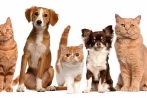 Consultorio Veterinario Osomag