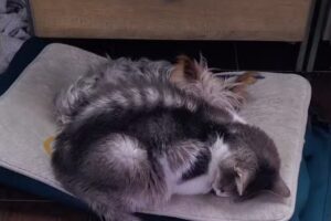 CONSULTORIO VETERINARIO ROA