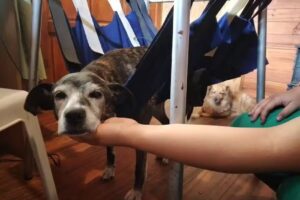 Consultorio veterinario Soledad Martellossi