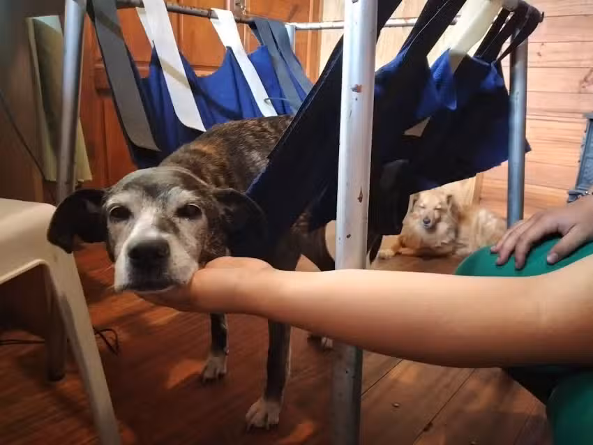 Consultorio veterinario Soledad Martellossi