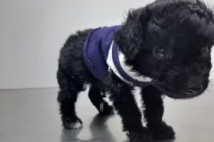 Consultorio veterinario Vida