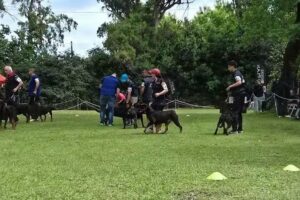 Consultorios veterinarios SHAILARA