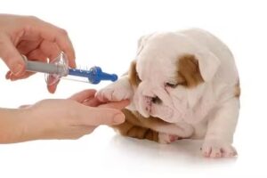 CORTE CANINO VETERINARIA