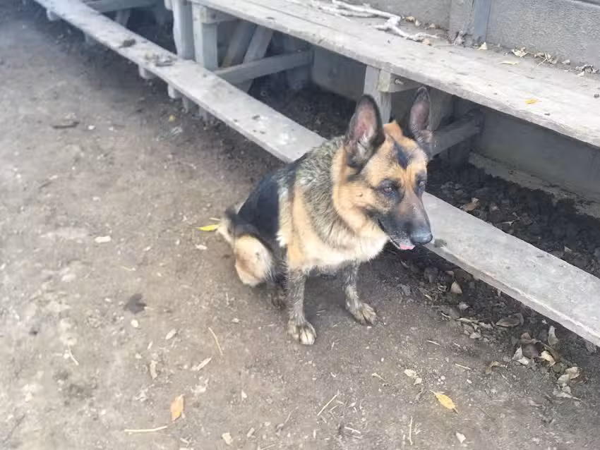 Cruz Violeta Veterinaria