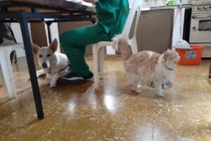 Cumel&eacute;n veterinaria