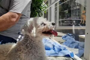 Cvp &ndash; Centro Veterinario Patagonico