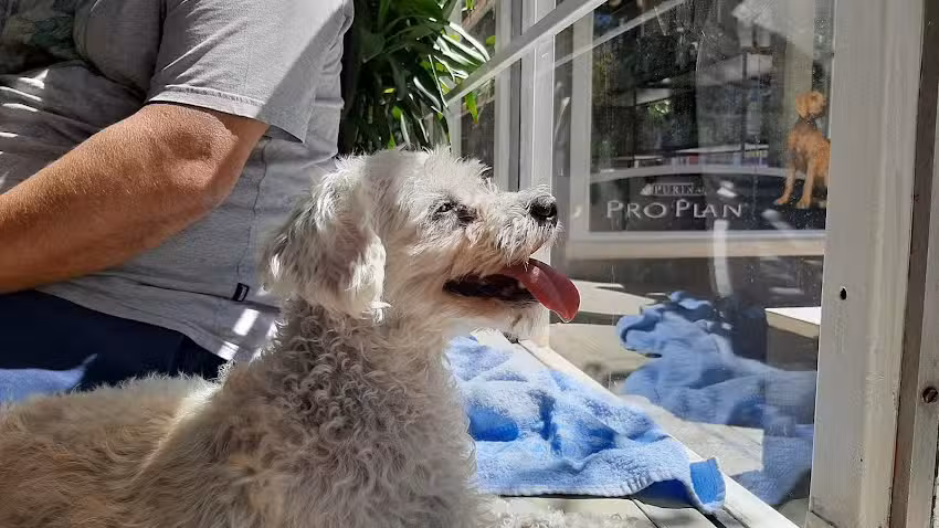 Cvp &ndash; Centro Veterinario Patagonico