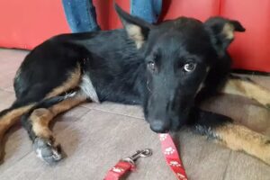 D.V.I. Diagn&oacute;stico Veterinario Integral