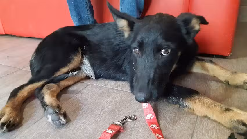 D.V.I. Diagn&oacute;stico Veterinario Integral