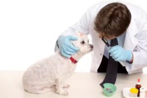 DE GIOGIO SERGIO LUIS