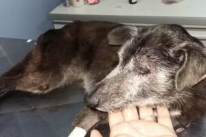 Del Campo VETERINARIA