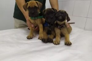 Diagnóstico Integral Veterinario DIV