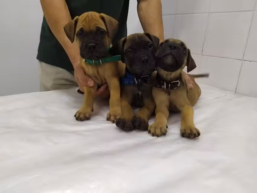 Diagn&oacute;stico Integral Veterinario DIV