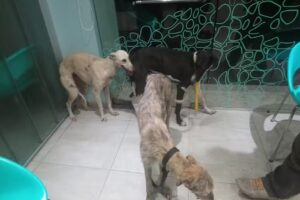 Dingo Instituto M&eacute;dico Veterinario