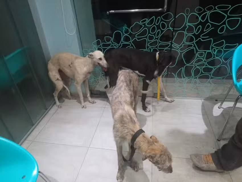 Dingo Instituto M&eacute;dico Veterinario