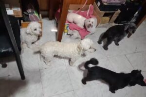 Direcci&oacute;n de Veterinaria y Zoonosis