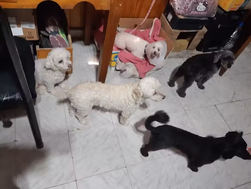 Direcci&oacute;n de Veterinaria y Zoonosis