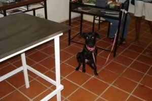 Domicilios Veterinarios Mar del Plata Dra. Valeria Colacelli