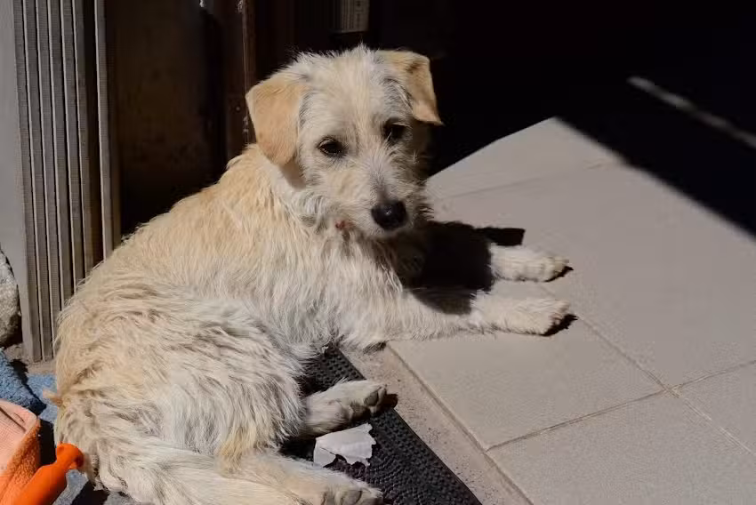 Don Bartolom&eacute;