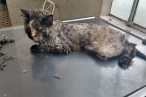 Dr. Seba Veterinaria