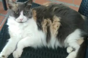 Dr. Sergio G. Castiglioni