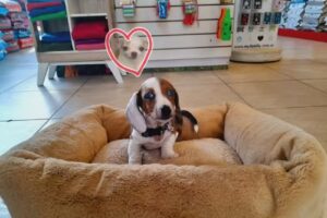 Drovenort Pet Shop Martinez