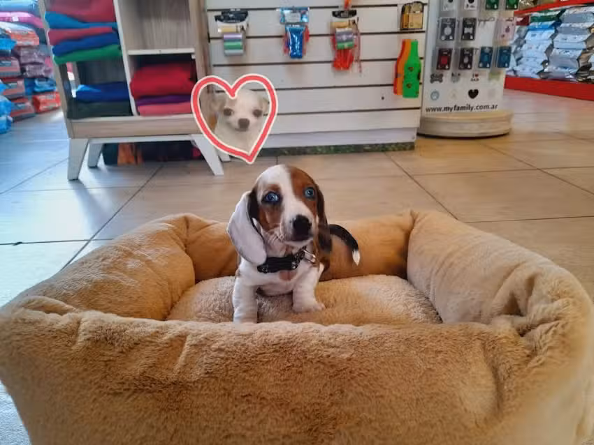 Drovenort Pet Shop Martinez