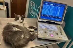 Ecograf&iacute;a Veterinaria a domicilio *SONARvet*