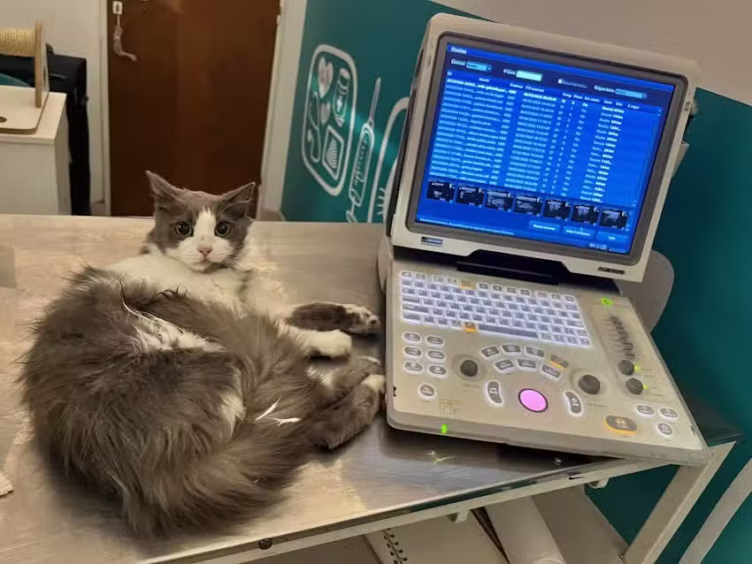 Ecograf&iacute;a Veterinaria a domicilio *SONARvet*