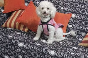 Ecografia veterinaria Dr. Fernando Damian Moreno