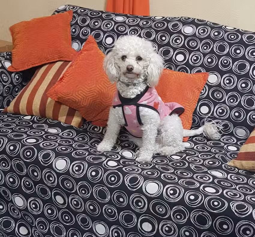 Ecografia veterinaria Dr. Fernando Damian Moreno