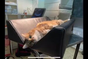 Ecograf&iacute;a Veterinaria La Plata