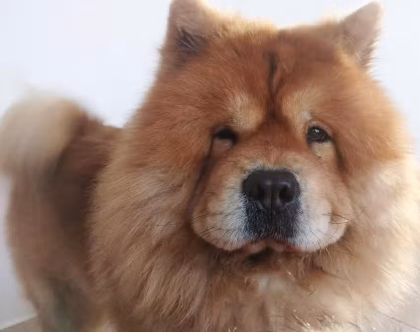 El Armario de sugar