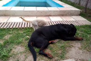 El Fort&iacute;n Veterinaria