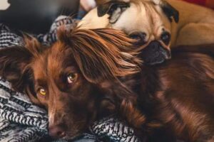 El Potrero Veterinaria