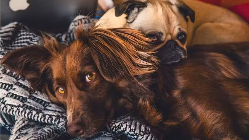 El Potrero Veterinaria