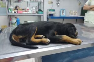 Elisa Hamity Veterinaria