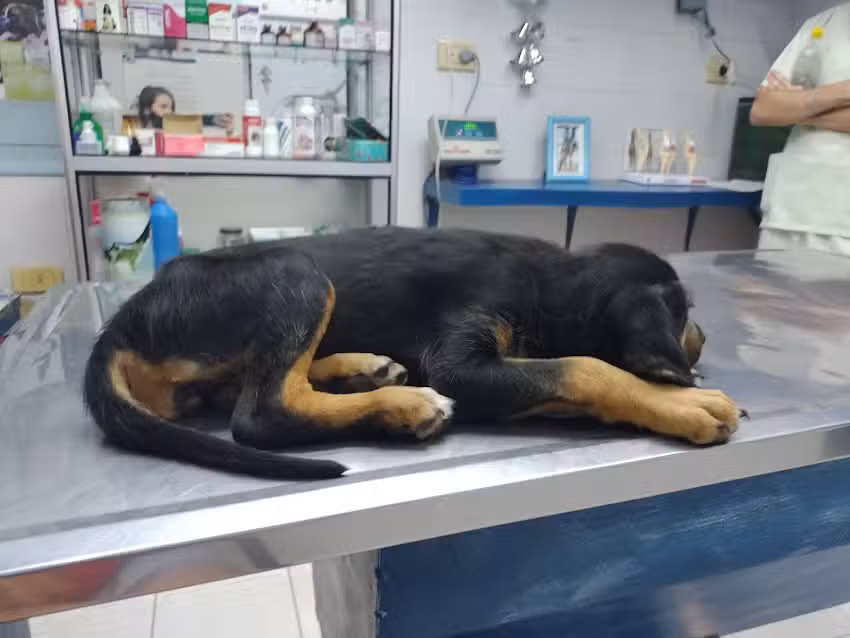 Elisa Hamity Veterinaria
